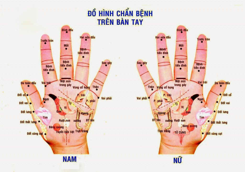 sơ đồ huyệt trên bàn tay nam và nữ